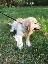 Beautiful kc registered golden retriever puppies. Golden Retriever Puppies For Sale Princeton Mn 276912