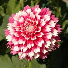 Epingle Par Christine Anuset Sur Jardi Vivaces Noms De Fleurs Fleur Jardin Belles Fleurs