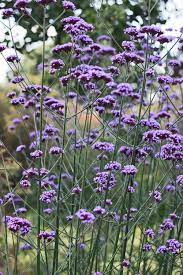 Fill your garden with purple flowering shrubs easily by choosing your favorite items from this list. Verbena Bonariensis One Of My Favourite Garden Flowers Herbaceous Perennials Purple Garden Plants