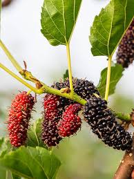 Maybe you would like to learn more about one of these? High Yield Giant Sweet Southern Black Mulberry Tree Morus Nigra Urban Perennials