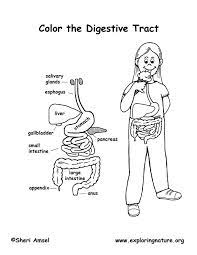 The hard and soft palate. Pin By Karen Desantis On Teaching Fiar Digestive System For Kids Color Worksheets Body Systems