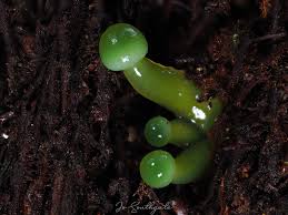 Image result for Ozoroa viridis