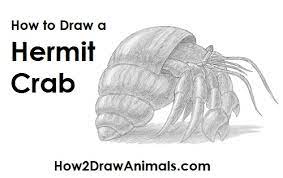 Draw two large pliers, one with an upward opening and the other with a downward opening. How To Draw A Hermit Crab