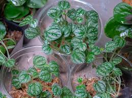 Image result for Peponium sp. A