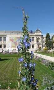 Image result for Ipomoea tricolor