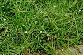 Image result for Kyllinga odorata