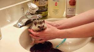 Bathing your hedgehog safely and appropriately is an important part of taking care of him. How To Give Your Pet Hedgehog A Bath