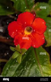 Image result for Begonia loranthoides