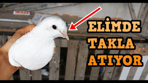Elimde Takla Atan Sut Beyaz Guvercin Youtube