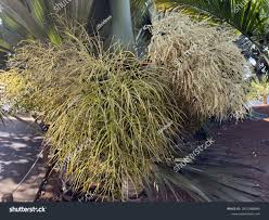 Image result for Hyophorbe indica