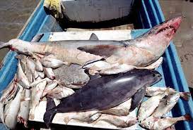 Maybe you would like to learn more about one of these? ä¸­åœ‹èŠ±è† å¸‚å ´ ä¸€åƒå…©å'½ çŸ³é¦–é­š é¼ æµ·è±šé›™é›™ç€•çµ• ç'°å¢ƒè³‡è¨Šä¸­å¿ƒ