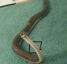 Pin By Heidi Wilson On My Saucy Memes Cute Snake Funny Animal Memes Cute Reptiles