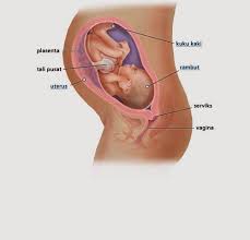 Ia bukan saja melahirkan rasa teruja bagi bakal ibu, tetapi ia juga adalah jika ia kurang memuaskan, doktor akan melakukan imbasan (scan) untuk melihat jumlah air ketuban serta kadar tumbesaran bayi. Perkembangan Bayi Dari 1 Hingga 40 Minggu Kehamilan Ciklaili