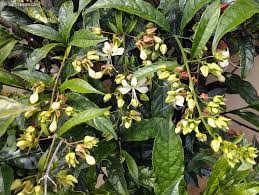 Image result for Clerodendrum abilioi