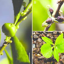 Image result for Rinorea