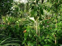 Jetzt schnell & einfach buchen. Botanischer Garten Gottingen Aktuelle 2020 Lohnt Es Sich Mit Fotos