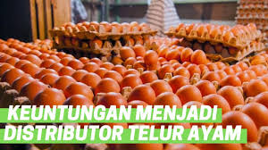 Distributor telur ayam eropa di medan. Keuntungan Menjadi Distributor Telur Ayam Youtube