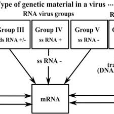 The scheme is based on the their type of. Baltimore Classification Of Viruses According To Their Genetic Download Scientific Diagram