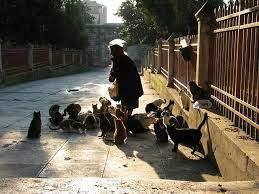 237 3788 Img Jpg Cat City Istanbul Istanbul Turkey