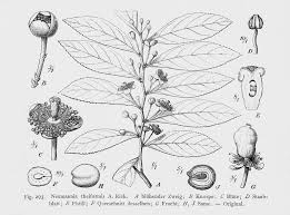 Image result for Aphloiaceae