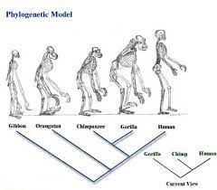 Descent with modification a mechanism for evolution; Charles Darwin Iii Biology Visionlearning