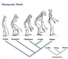 The descent with modification is defined by darwin as the transmission of the traits from one generation to the next generation, which gives rise to new species and shares the common ancestor. Charles Darwin Iii Biology Visionlearning