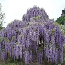 Pin On Wisteria