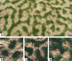 Image result for Paspalum vaginatum