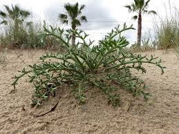 Image result for Physotrichia