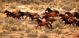 When there were wild horses in america, they ate grass and plants. What S Left Wild Horses And Burros Tuesday S Horse