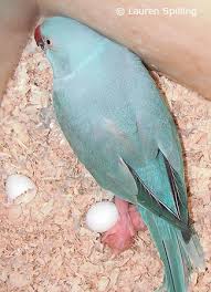 Indian Ringnecks Parrotfeather Com