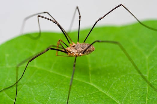 Daddy Longlegs