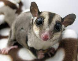 Beginner S Guide To Sugar Glider Care Vetcare Pet Hospital