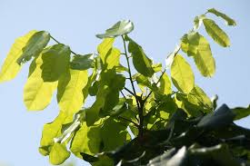 Image result for Pseudospondias