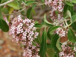 Image result for Volkameria