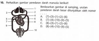 Darah bersih adalah darah yang banyak mengandung oksigen. Berdasarkan Gambar Disamping Urutan Peredaran Darah Besar Ditunjukkan Oleh Nomor Brainly Co Id