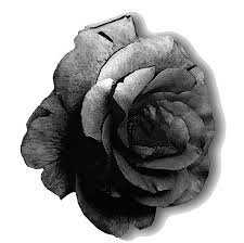 File:Black and White Rose (Joe Polowsky Friedensrose).jpg