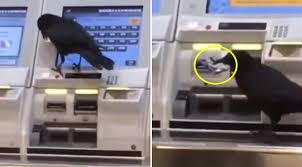 If the card needed belongs to someone else, you'll have to get them to collect the tickets for you. Crow Tries To Buy A Train Ticket With A Credit Card