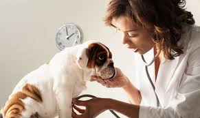 Cada 21 de julio se celebra la fecha que fue determinada durante el i congreso grancolombiano de médicos veterinarios. Dia Del Medico Veterinario Consejos En Espanol