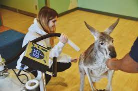 The bronx zoo is a zoo within bronx park in the bronx, new york. Nordic Edge Provides Cryotherapy Treatment To Help Dave The Kangaroo At The Bronx Zoo