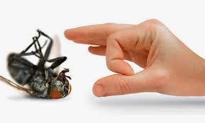 شركة رش مبيدات بالمدينة المنورة