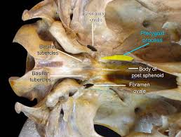 Image result for Sphenoid Bone