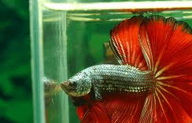 Use a good aquarium stand. How To Setup A Betta Fish Tank Betta Fish Home Guide