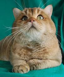 They are quite docile and laid back. British Shorthair Cattery Newmarket Ontario