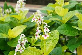 Image result for Eranthemum laxiflorum