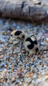 Image result for panda ant