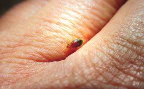 Maybe you would like to learn more about one of these? Learn How To Identify Bat Bugs Pest Management Professional