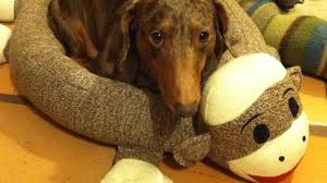 Maybe you would like to learn more about one of these? Thinking About Rescuing A Dachshund Things You Might Want To Know Pethelpful