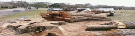 Maybe you would like to learn more about one of these? Stump Grinding Service Contact Us