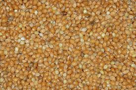 Image result for Panicum miliaceum